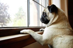 Muitos cachorros sofrem de ansiedade da separação. (Foto: Reprodução / Google)