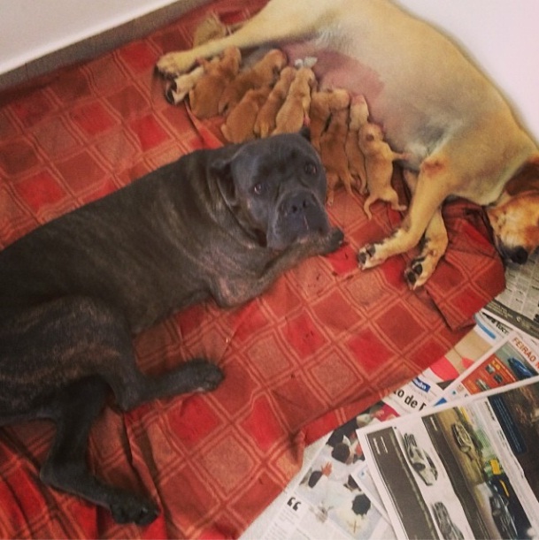 Cuca, a cachorra de André Marques, tem 11 filhotinhos 2 Banha, o outro cachorro de André Marques, com Cuca e seus 10 filhotes. (Foto: Reprodução / Instagram)
