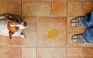Como limpar o xixi do seu cachorro? Foto: Reprodução