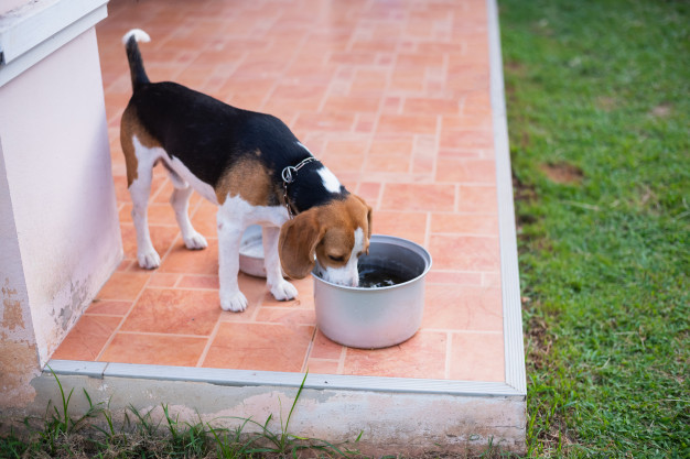 cachorro bebendo água