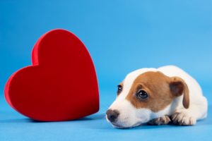 Cães podem diminuir a pressão arterial de seus tutores. Foto: Reprodução