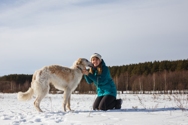 Raças de cães irlandeses