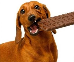 Quais alimentos o seu cão não pode comer? Foto: Reprodução