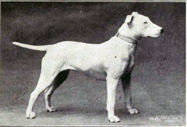mudanca-corpo-raca-cachorro-bull-terrier