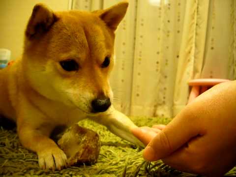Shiba Inu não quer devolver o osso