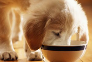 Até que idade seu cachorro deve comer ração para filhote? Foto: Reprodução