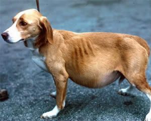 Cachorros com verme. Foto: Reprodução / Google