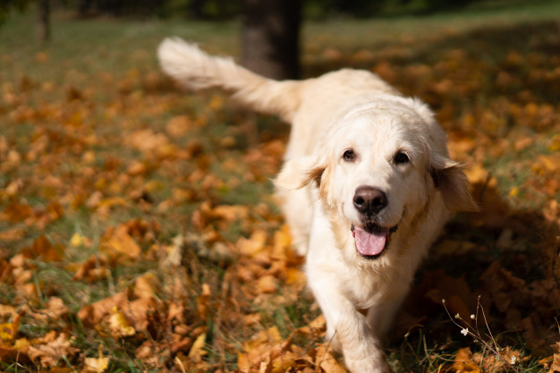 Golden Retriever