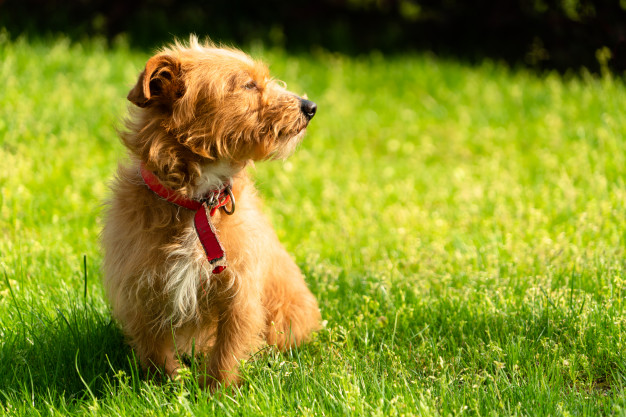 Havanese Bichon