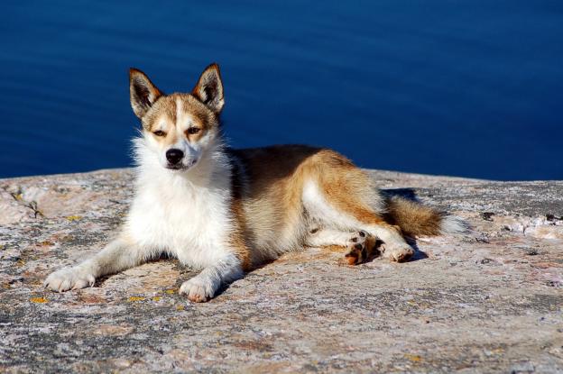 Norwegian Lundehund (Foto: Reprodução / Google)