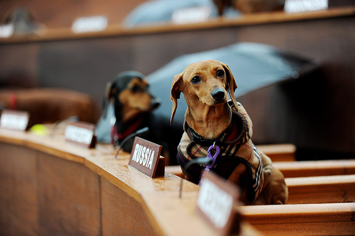 Nações Unidas dos Dachshunds é projeto do artista visual Bennett Miller 4 A dachshund sits in a peformance artwork titled Dachshund UN