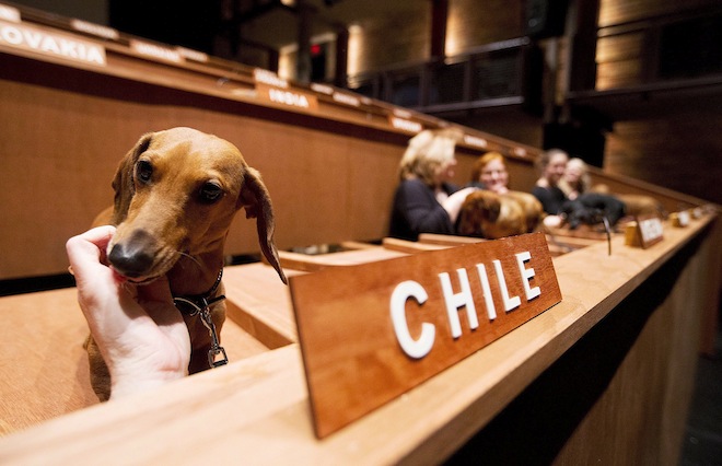 Nações Unidas dos Dachshunds é projeto do artista visual Bennett Miller 5 DACHSHUND UN 20130228