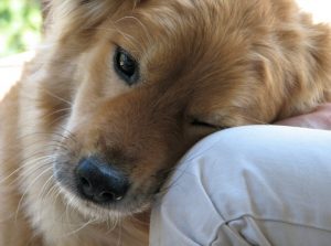 Estudo mostra que cães conseguem amar. (Foto: Reprodução / Google)