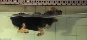 Cães nadam com os mesmos movimentos que usam para correr. (Foto: Reprodução / Daily Mail)