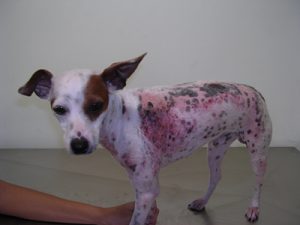 Imagem de um cachorro com sarna. Foto: Reprodução