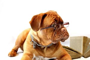 Cachorro idoso com óculos Foto: Pixabay