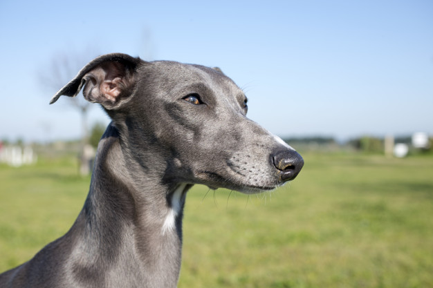 galgo