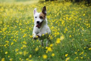 Jack Russell Terrier (Foto: Reprodução / Google)