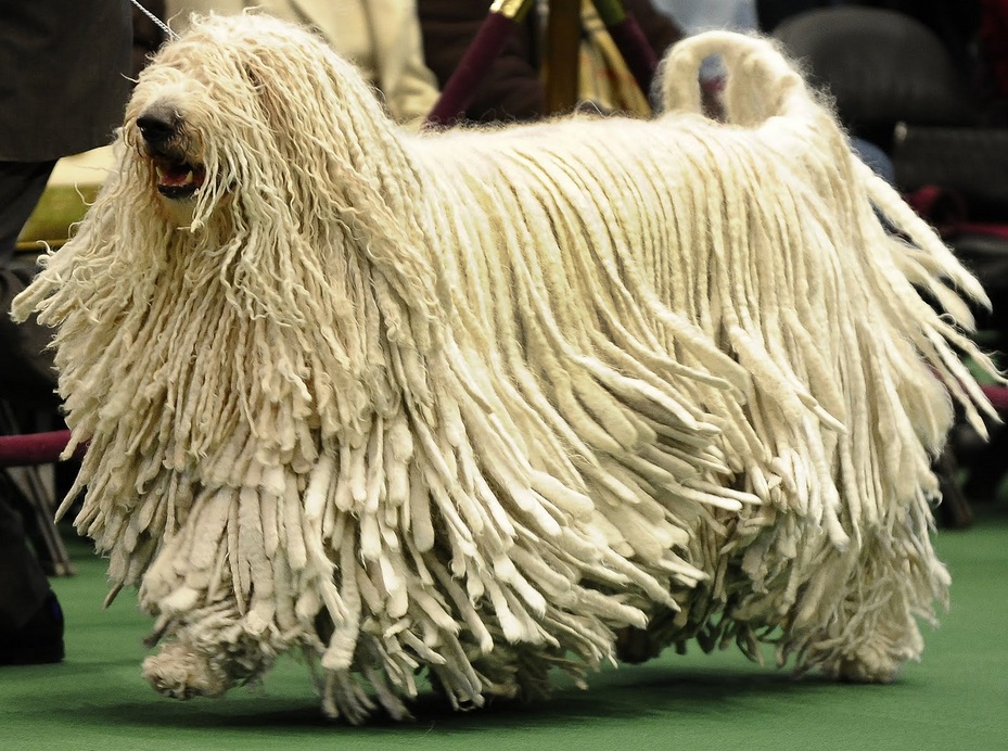 Komondor (Foto: Reprodução / Google)