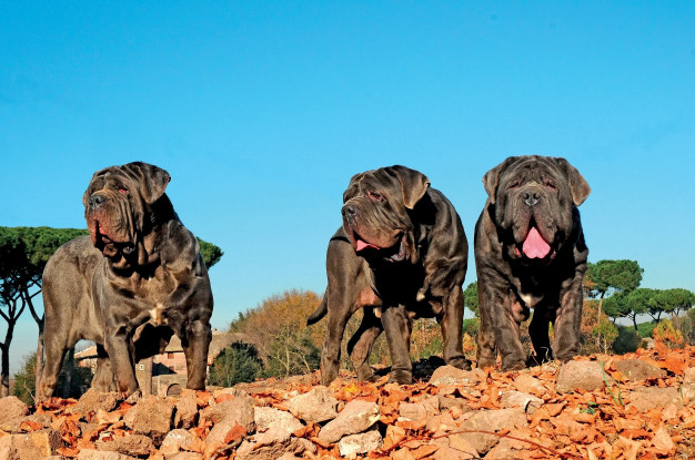 Neapolitan Mastiff