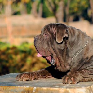 Neapolitan Mastiff