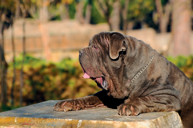 Neapolitan Mastiff