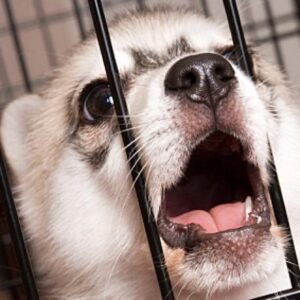 Projeto de lei visa proibir a venda de filhotes caninos. Foto: Reprodução