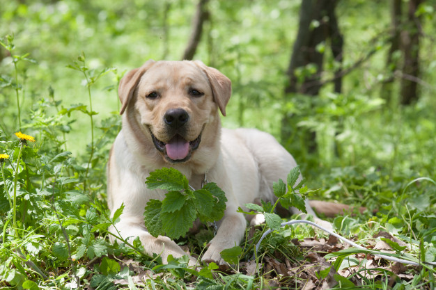 Labrador Retriever