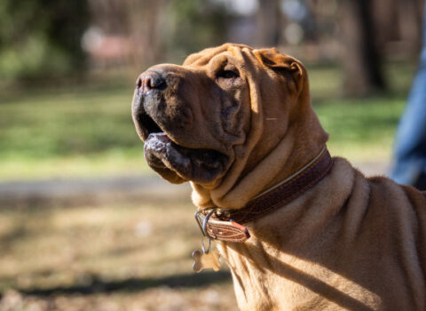 shar pei
