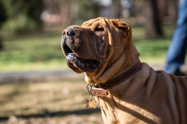 shar pei - cachorro para apartamento