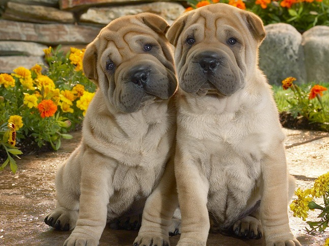 Shar-pei (Foto: Reprodução / Google)