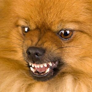 Cães de porte pequeno e sua valentia começam a ser desvendados. Foto: Reprodução