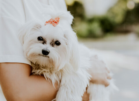 Maltese Bichon