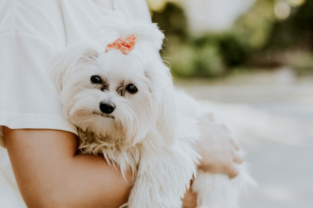 Maltese Bichon