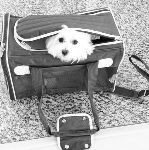 A cachorrinha viaja como bagagem de mão de Fernanda Machado. (Foto: Reprodução / Instagram)