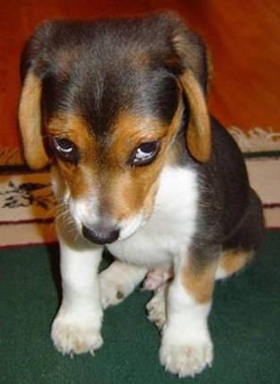 Cachorros não se sentem culpados quando aprontam 1 A famosa cara de culpa. (Foto: Reprodução / Google)