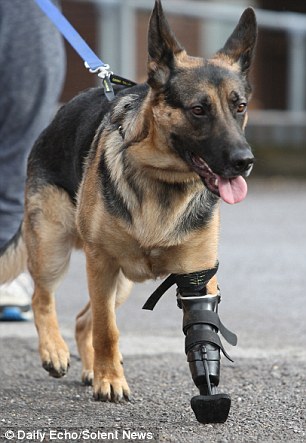 Cachorro de três patas recebe uma prótese biônica 1 O pastor alemão com sua prótese biônica. (Foto: Reprodução / Daily Mail)