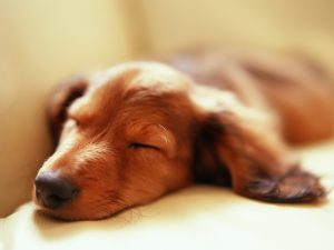 Quantas horas por dia os cães dormem? Foto: Reprodução