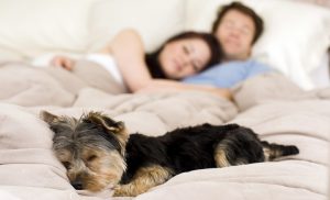 Por que deixar, ou não, seu cachorro dormir na cama? Foto: Reprodução