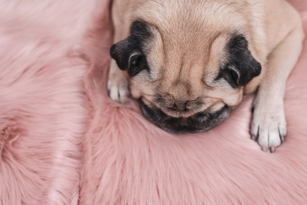 Por que meu cachorro se lambe, morde ou coça compulsivamente? 3 cachorro no tapete