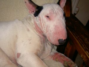 Saiba mais sobre dermatite em cachorros. Foto: Reprodução
