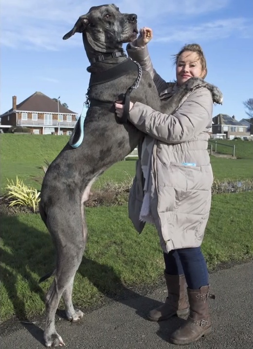 Conheça o Dog Alemão que pode se tornar o maior cachorro do mundo 1 Clair Stoneman com o dog alemão Freddy. (Foto: Reprodução / Barcroft TV)