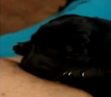 Mulher dá de mamar para filhote morrendo de fome