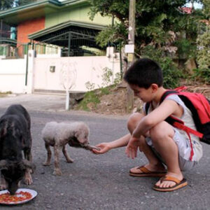 Garoto surpreende ao sair de casa todos os dias para alimentar cães de rua