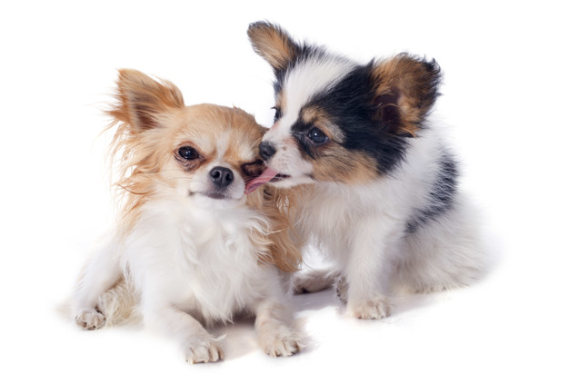 Por que meu cachorro se lambe, morde ou coça compulsivamente? 2 cachorro se lambendo