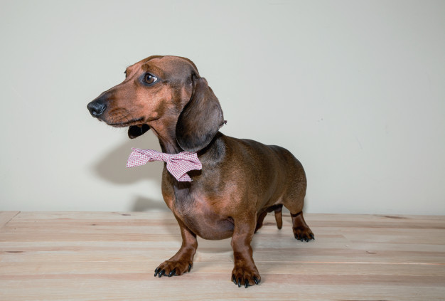 dachshund