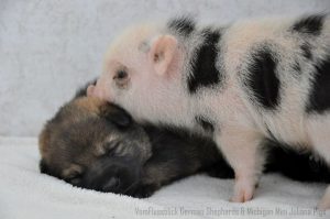 Foto: Reprodução / Michigan Mini Pigs