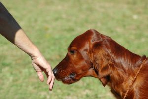 Existem mitos sobre o comportamento canino. (Foto: Reprodução / Google)