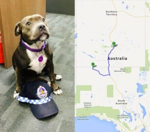 Cachorra fugiu e fez uma jornada de 700 km. (Foto: Reprodução / Facebook / Northern Territory Police Force)