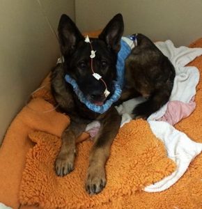 O cão policial Bruno sobreviveu após tomar um tiro. (Foto: Reprodução / Facebook)